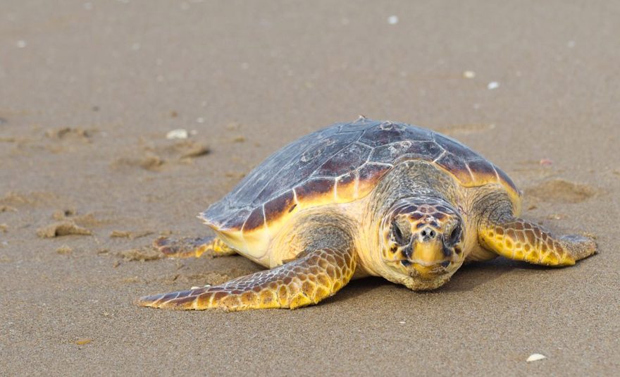 nidi tartarughe marine record