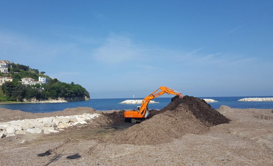 posidonia spiaggiata