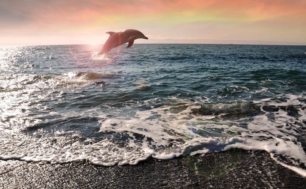 Delfini che saltano