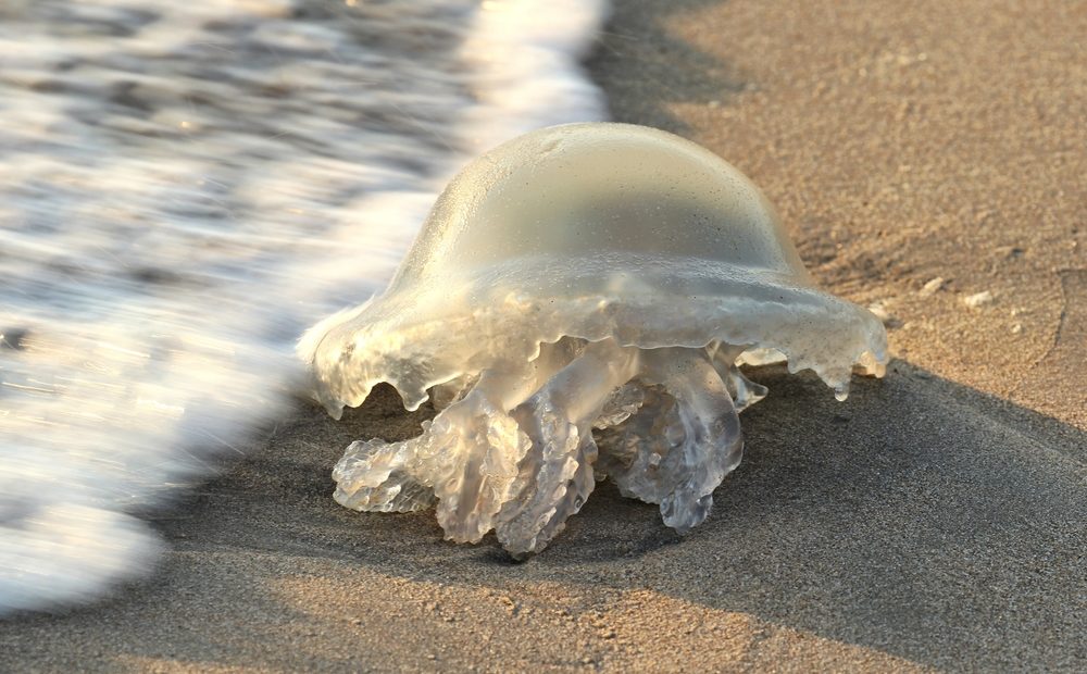 Medusa spiaggiata