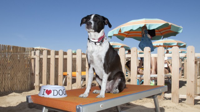 pet hospitality