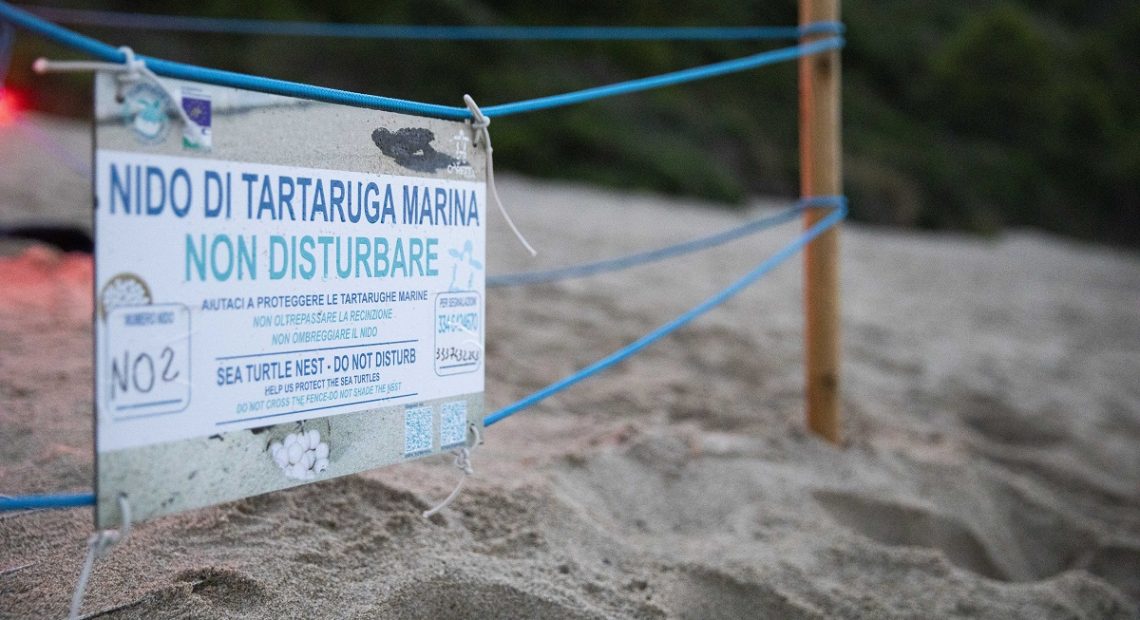 tartarughe marine