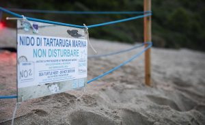 tartarughe marine