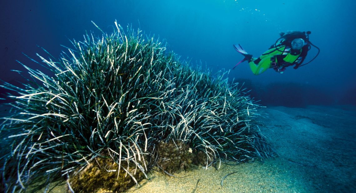 posidonia