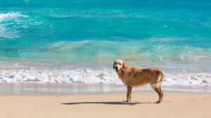 Primo soccorso del cane in hotel e spiaggia dog friendly