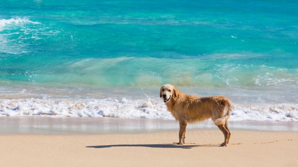 Primo soccorso del cane in hotel e spiaggia dog friendly