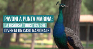 Un pavone maschio in primo piano nella pineta di Punta Marina Terme, simbolo della biodiversità e risorsa per il turismo naturale della costa ravennate.