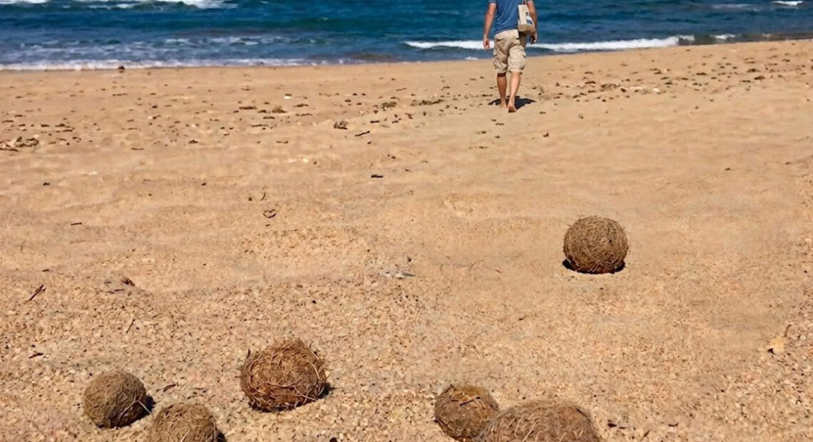 Accumuli naturali di Posidonia oceanica sulla spiaggia del Poetto a Cagliari.