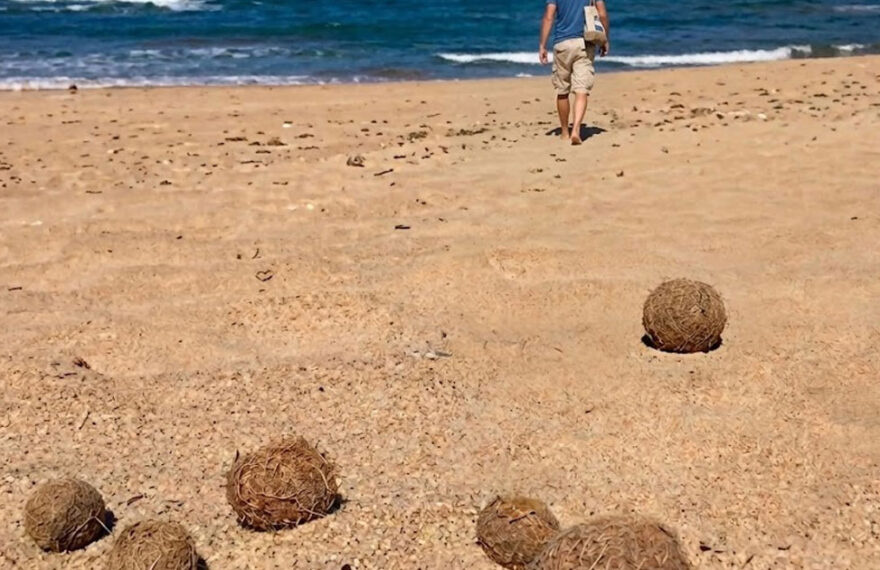 Accumuli naturali di Posidonia oceanica sulla spiaggia del Poetto a Cagliari.
