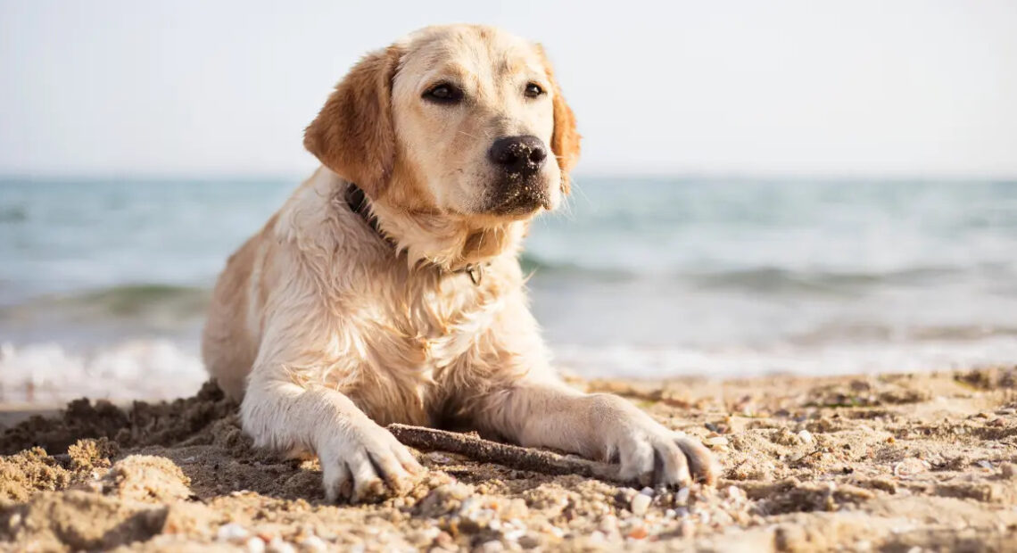 Cani in spiaggia