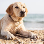Cani in spiaggia