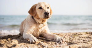 Cani in spiaggia