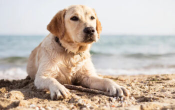 Cani in spiaggia