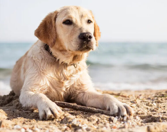 Cani in spiaggia