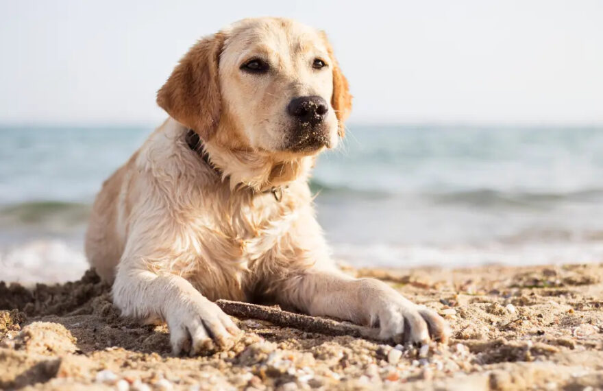 Cani in spiaggia
