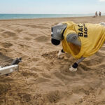 Il cane robot Flipper con la maglietta da bagnino mentre si muove sulla sabbia di una spiaggia a Caorle.