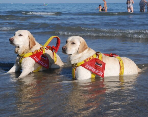 cani bagnino