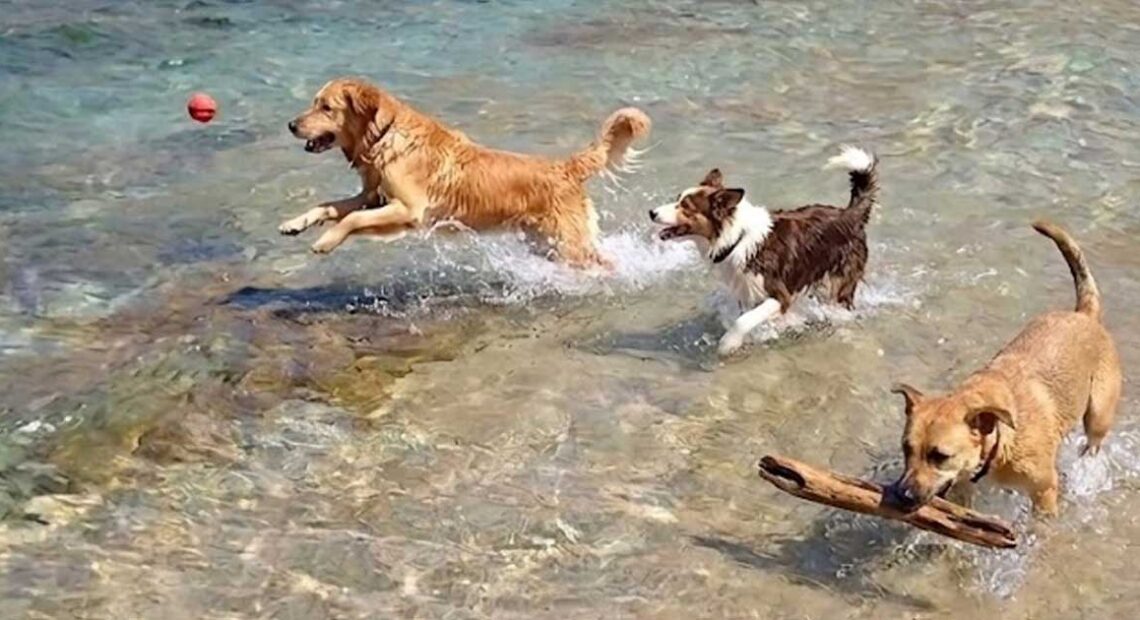 Tre cani giocano in acqua nel mare cristallino della spiaggia pet-friendly Funtana Bau a Gonnesa.