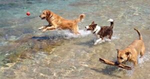 Tre cani giocano in acqua nel mare cristallino della spiaggia pet-friendly Funtana Bau a Gonnesa.