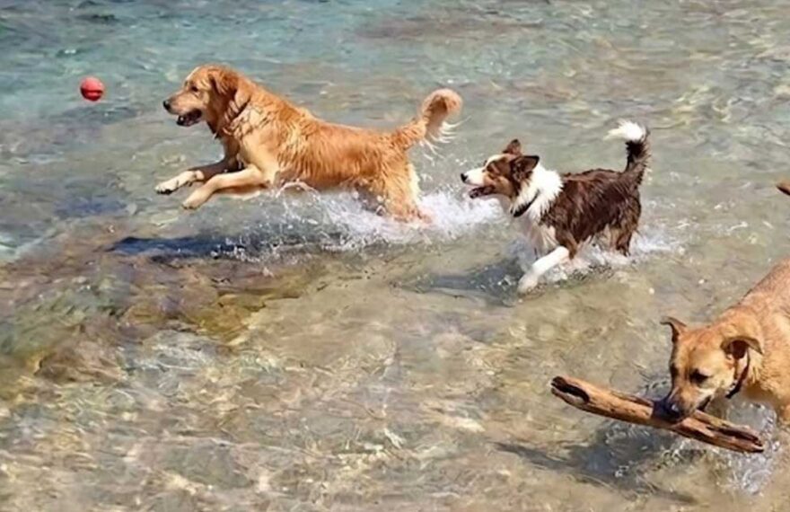 Tre cani giocano in acqua nel mare cristallino della spiaggia pet-friendly Funtana Bau a Gonnesa.