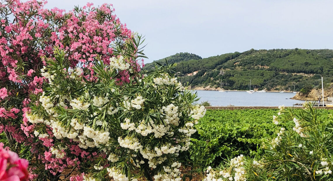 Vigneti costieri e oleandri in fiore affacciati sul mare dell'Isola d'Elba