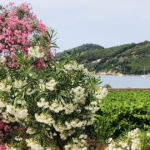 Vigneti costieri e oleandri in fiore affacciati sul mare dell'Isola d'Elba