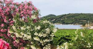 Vigneti costieri e oleandri in fiore affacciati sul mare dell'Isola d'Elba