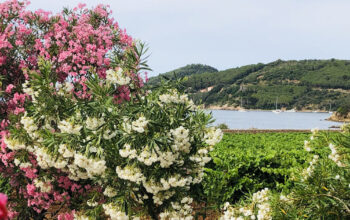 Vigneti costieri e oleandri in fiore affacciati sul mare dell'Isola d'Elba