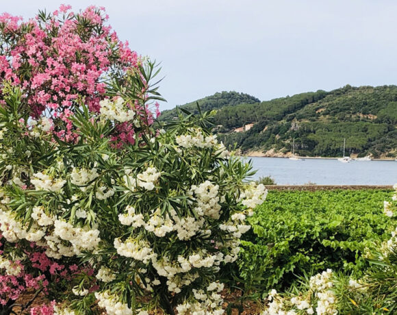 Vigneti costieri e oleandri in fiore affacciati sul mare dell'Isola d'Elba