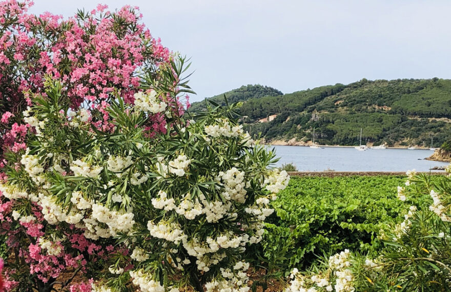 Vigneti costieri e oleandri in fiore affacciati sul mare dell'Isola d'Elba