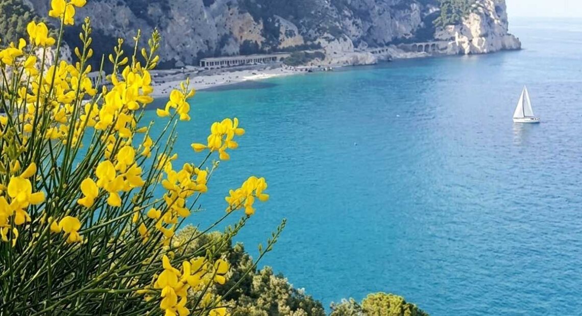Vista panoramica della costa ligure a picco sul mare con una barca a vela e fiori di ginestra in primo piano