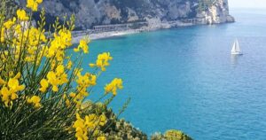 Vista panoramica della costa ligure a picco sul mare con una barca a vela e fiori di ginestra in primo piano