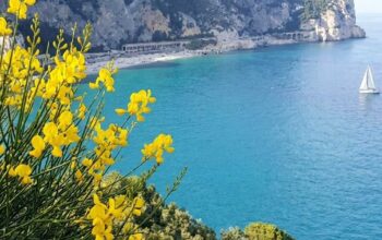 Vista panoramica della costa ligure a picco sul mare con una barca a vela e fiori di ginestra in primo piano