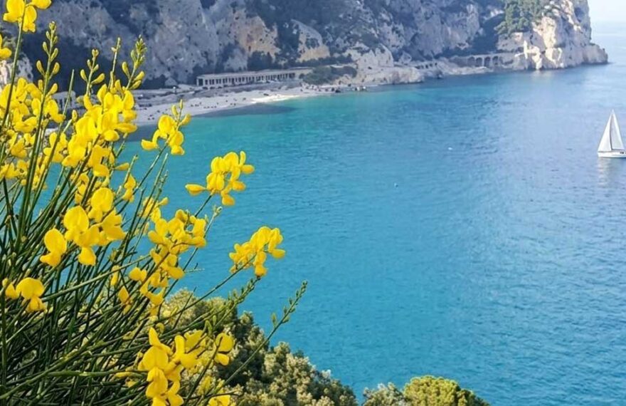 Vista panoramica della costa ligure a picco sul mare con una barca a vela e fiori di ginestra in primo piano