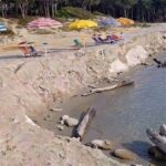 na spiaggia italiana colpita da grave erosione costiera, con un netto gradino di sabbia che separa l'area degli ombrelloni e lettini dalla riva del mare, lambita da tronchi spiaggiati sullo sfondo di una pineta.