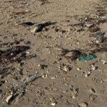La Giunta regionale del Molise ha approvato una delibera da 240mila euro per rimborsare i Comuni costieri per le spese di rimozione detriti e pulizia delle spiagge libere colpite dalle alluvioni di inizio primavera.