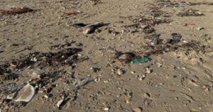 La Giunta regionale del Molise ha approvato una delibera da 240mila euro per rimborsare i Comuni costieri per le spese di rimozione detriti e pulizia delle spiagge libere colpite dalle alluvioni di inizio primavera.