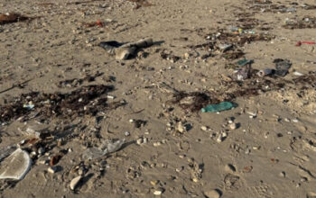 La Giunta regionale del Molise ha approvato una delibera da 240mila euro per rimborsare i Comuni costieri per le spese di rimozione detriti e pulizia delle spiagge libere colpite dalle alluvioni di inizio primavera.