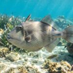 Un pesce balestra grigio (Balistes capriscus) nuota di profilo sopra la sabbia nel mare Mediterraneo