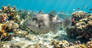 Un pesce balestra grigio (Balistes capriscus) nuota di profilo sopra la sabbia nel mare Mediterraneo
