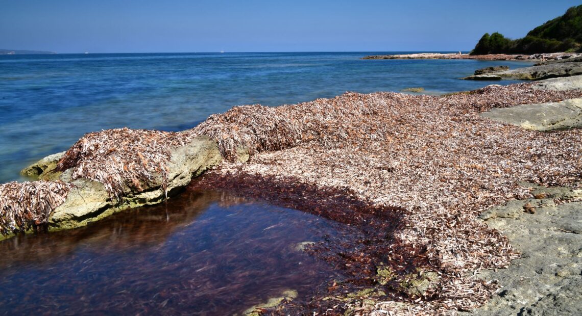 posidonia sardegna