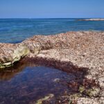 posidonia sardegna