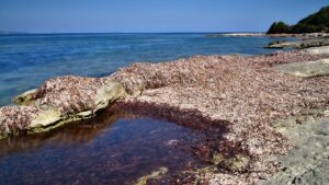 posidonia sardegna