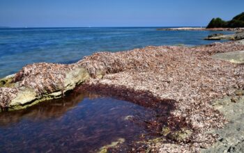 posidonia sardegna