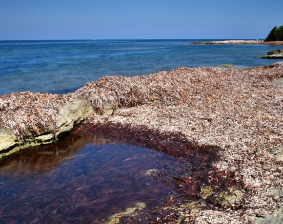posidonia sardegna