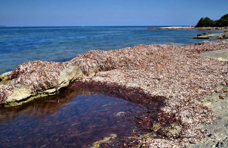 posidonia sardegna