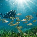 Due subacquei osservano banchi di pesci che nuotano sopra una prateria di Posidonia oceanica in un mare italiano cristallino.