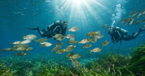 Due subacquei osservano banchi di pesci che nuotano sopra una prateria di Posidonia oceanica in un mare italiano cristallino.