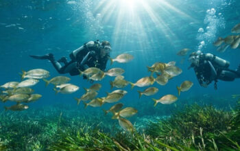 Due subacquei osservano banchi di pesci che nuotano sopra una prateria di Posidonia oceanica in un mare italiano cristallino.