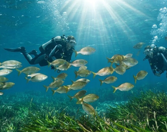 Due subacquei osservano banchi di pesci che nuotano sopra una prateria di Posidonia oceanica in un mare italiano cristallino.